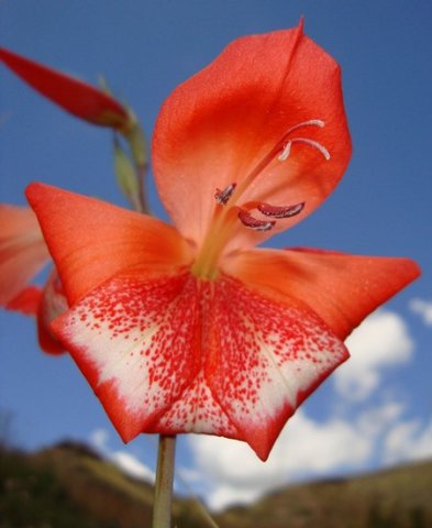 Gladiolus saundersii floral interior